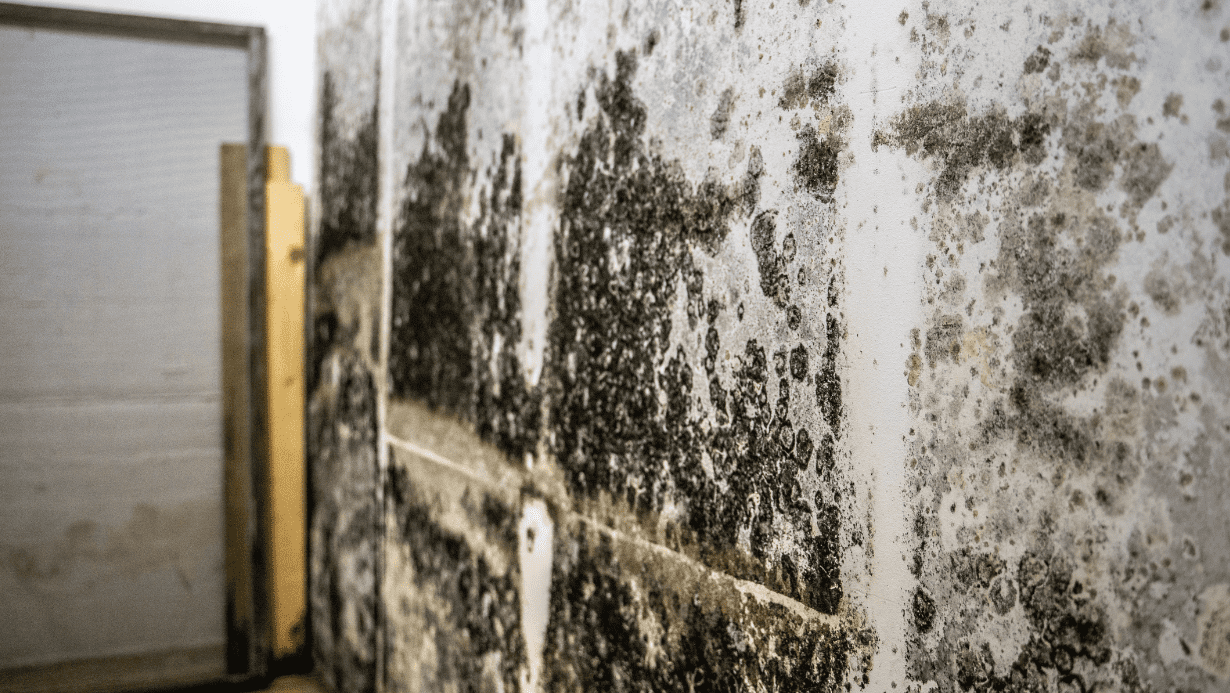 Black Mold Removal
