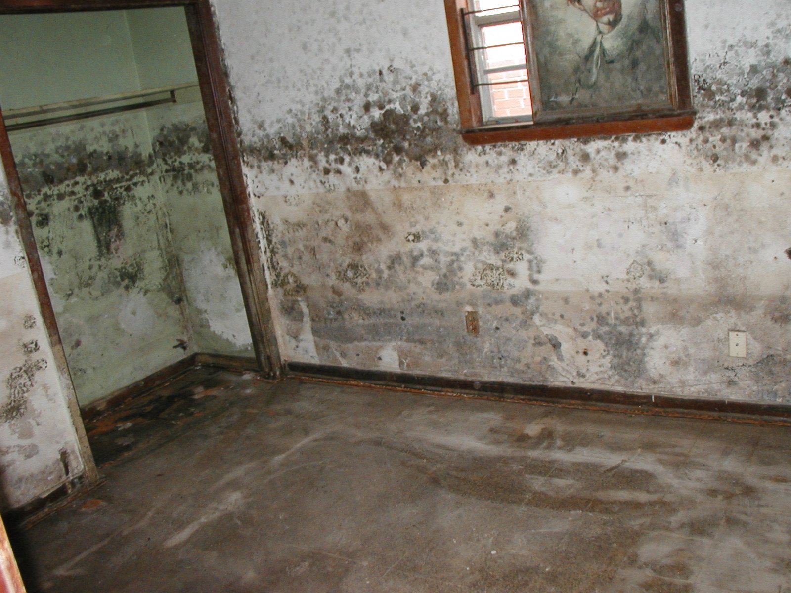 Water Damage Mold